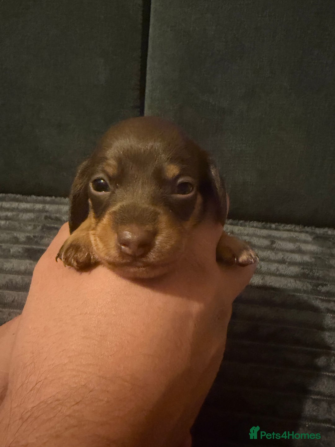 Miniature Dachshund dogs for sale: 🐾 Miniature Dachshund Puppies KC Registered  - Advert 15