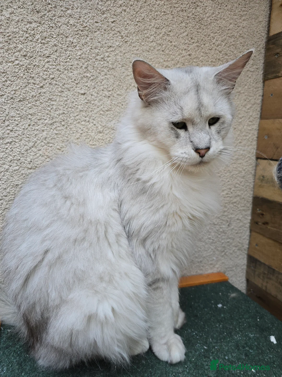 Maine Coon cats for stud: Black Shaded Maine Coon Large Imported in Hull - Advert 12