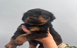 Rottweiler dogs for sale: 🐾 Pure Bred Rottweiler Puppies 🐾 - Image 19
