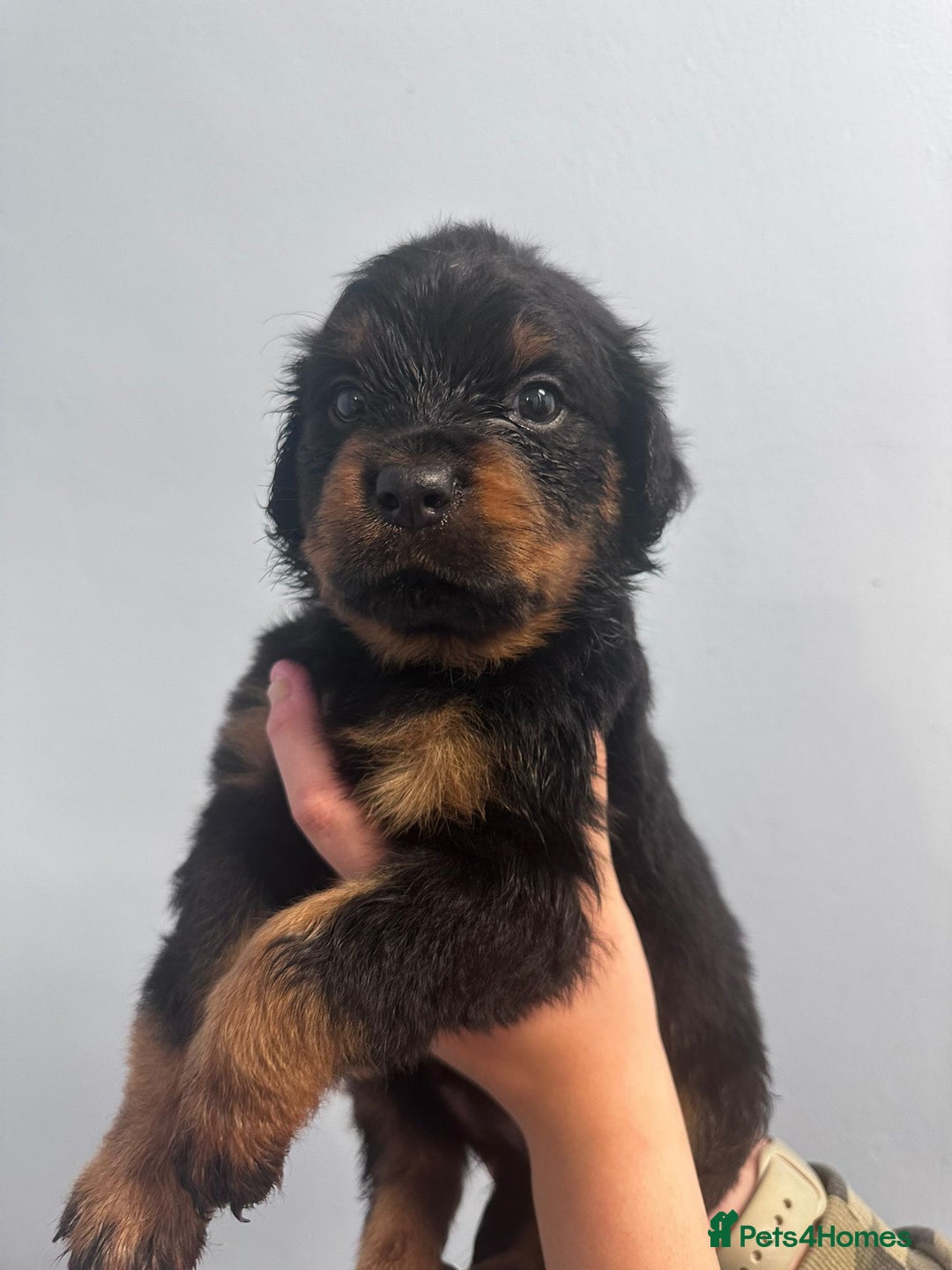 Rottweiler dogs for sale: 🐾 Pure Bred Rottweiler Puppies 🐾 - Image 19