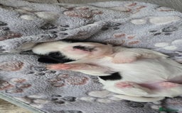 Shih Tzu dogs for sale: Puppies for reservation / sale  - Image 9