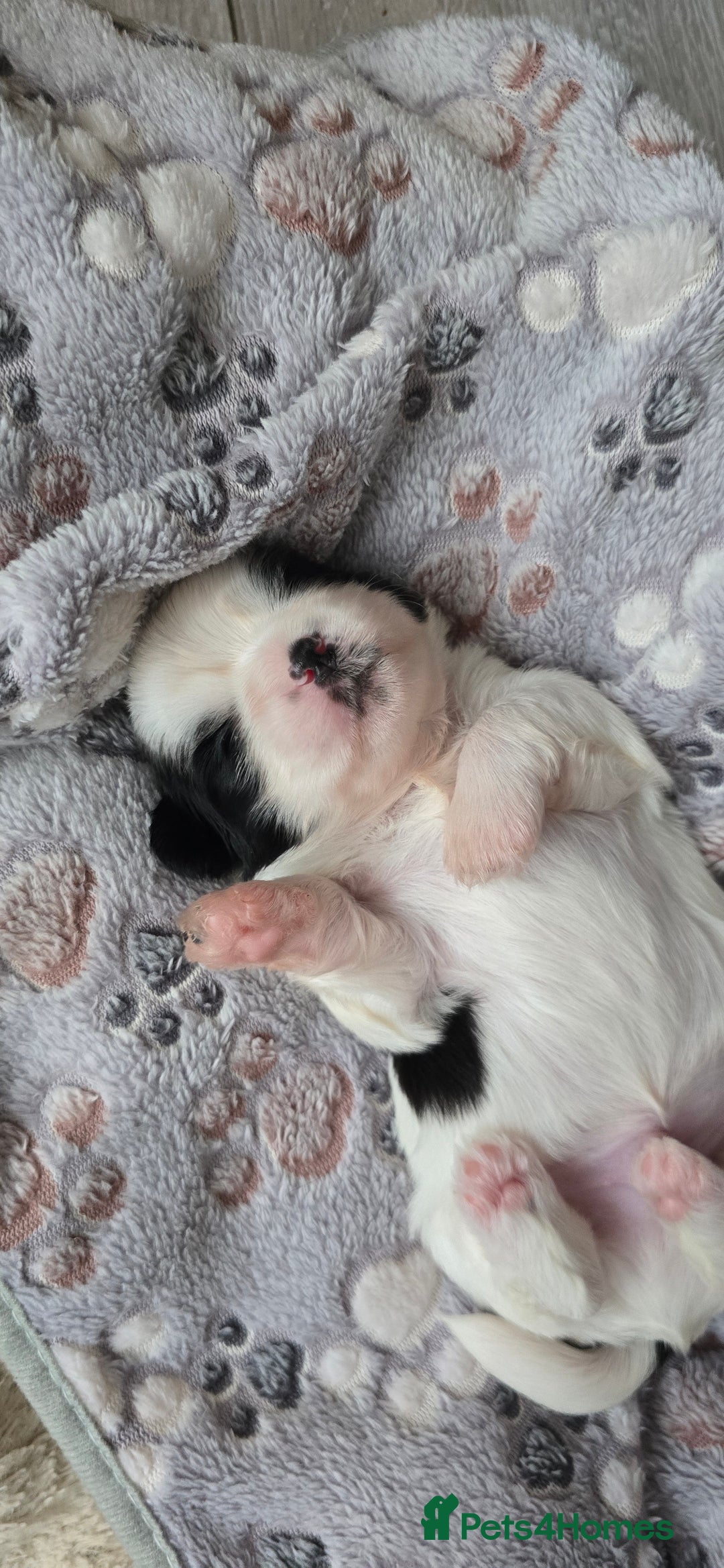 Shih Tzu dogs for sale: Puppies for reservation / sale  - Image 9