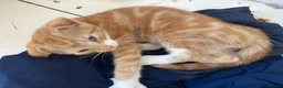 Scottish Fold cats for sale: Three Stunning Girls and Two Charming Boys - Advert 8