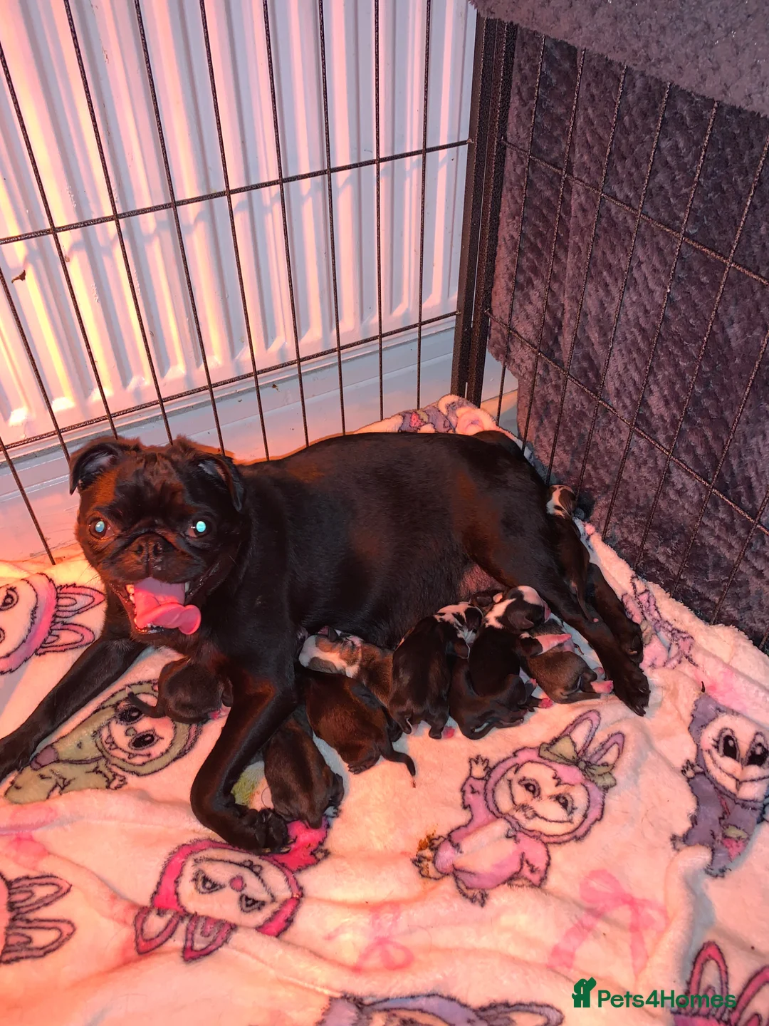 Pug dogs for sale: Panda pugs black and white  - Advert 1