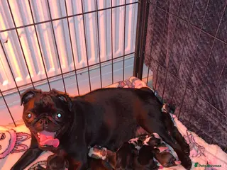 Pug dogs Panda pugs black and white - Advert 1