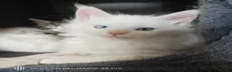 Maine Coon cats for sale: Maine coon Blue eyes + Long Hair in Burnley - Advert 20