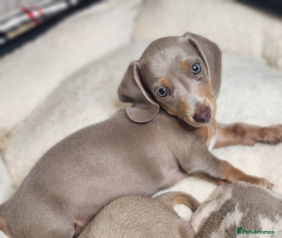 Miniature Dachshund dogs for sale: miniature dachshund - Image 8