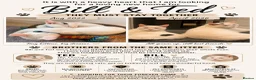 British Shorthair cats for sale: Bill and Ted  in Cannock - Advert 2