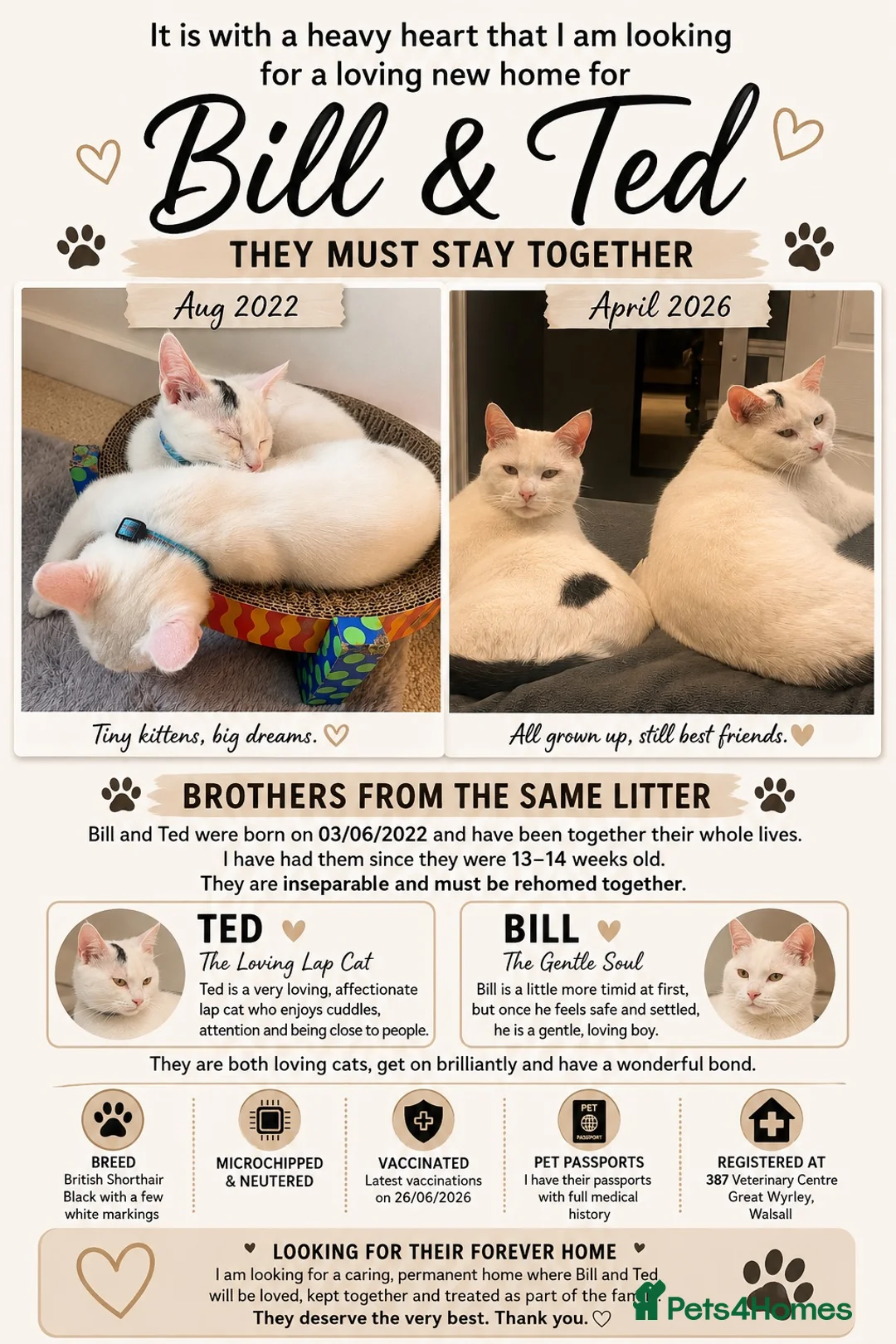 British Shorthair cats for sale: Bill and Ted  in Cannock - Advert 2
