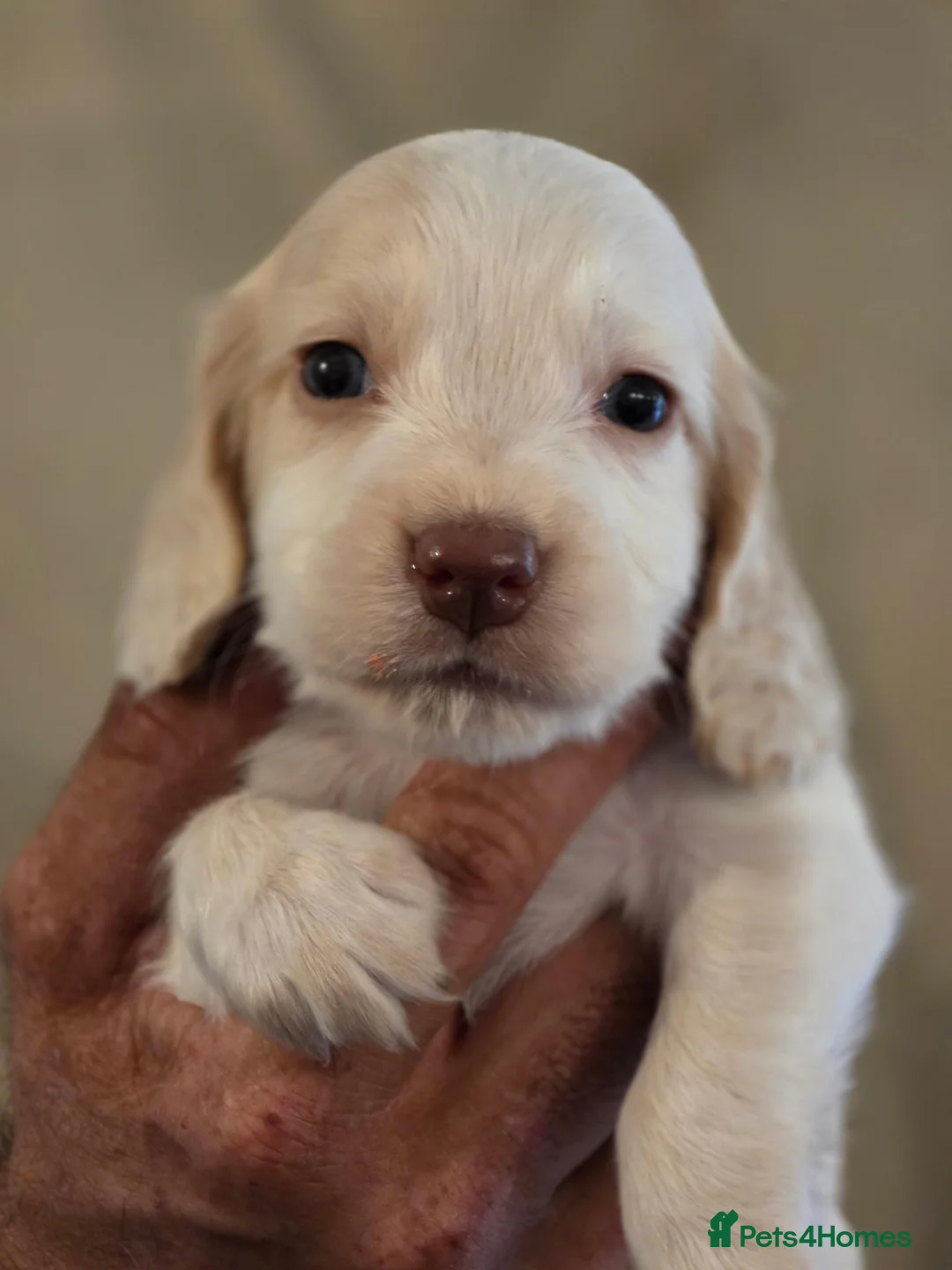Cocker Spaniel dogs for sale: 7 lovely cocker spaniel puppies  in King's Lynn - Advert 8
