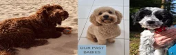 Cockapoo dogs for sale: 3 girl 2 boys May babies (July Home Time) - Advert 29