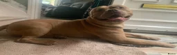 Staffordshire Bull Terrier dogs for stud: Staffordshire bulldog  - Advert 6