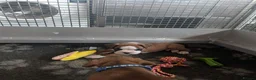 Boxer dogs for sale: Red KC registered boxer puppies  - Advert 8