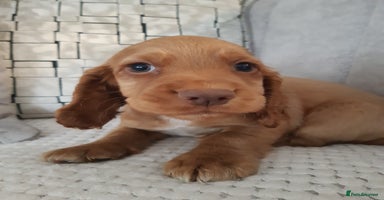 Cocker Spaniel dogs - Advert 8