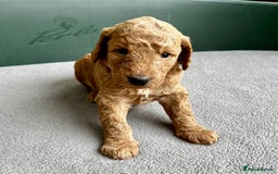 Double Doodle dogs for sale: Beautiful Double Doodle Puppies - Image 9