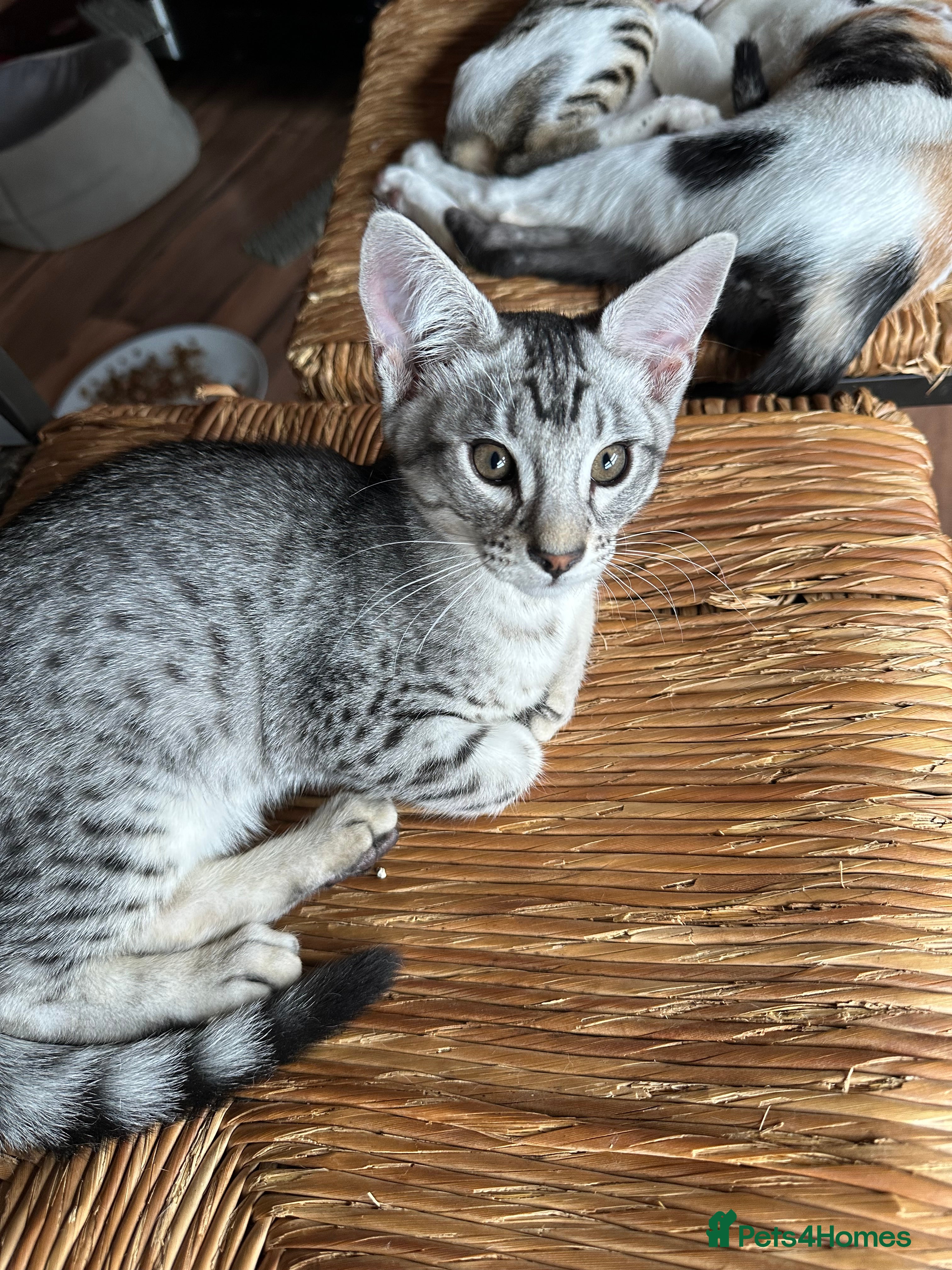 Mixed Breed cats for sale: Amazing Crossed Bengals Available  - Advert 9