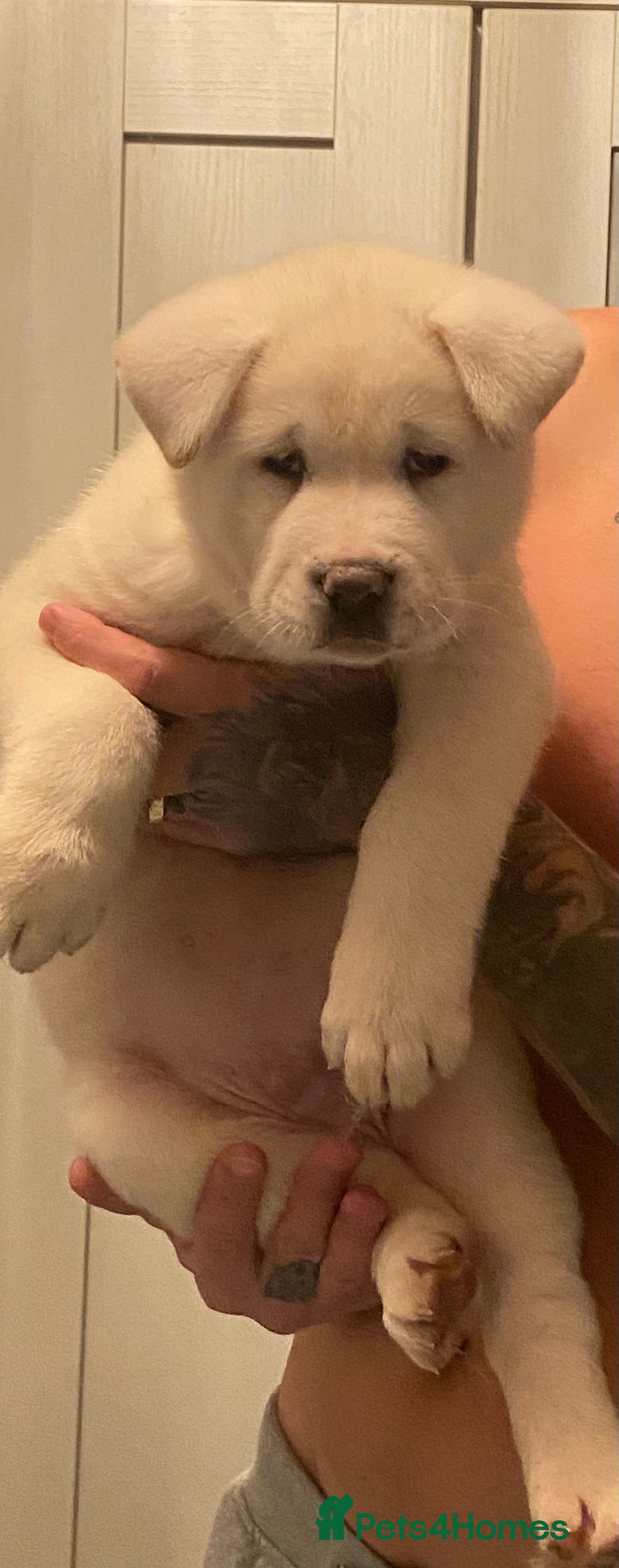 Akita dogs for sale: Akita pure white male  - Advert 3
