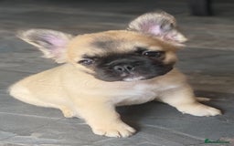 French Bulldog dogs for sale: DNA Health tested 5 🌟 KC fluffy French bulldogs - Image 4