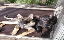 German Shepherd dogs for sale: DDR CZECH GERMAN 🇨🇿 straight back working GSD - Image 22