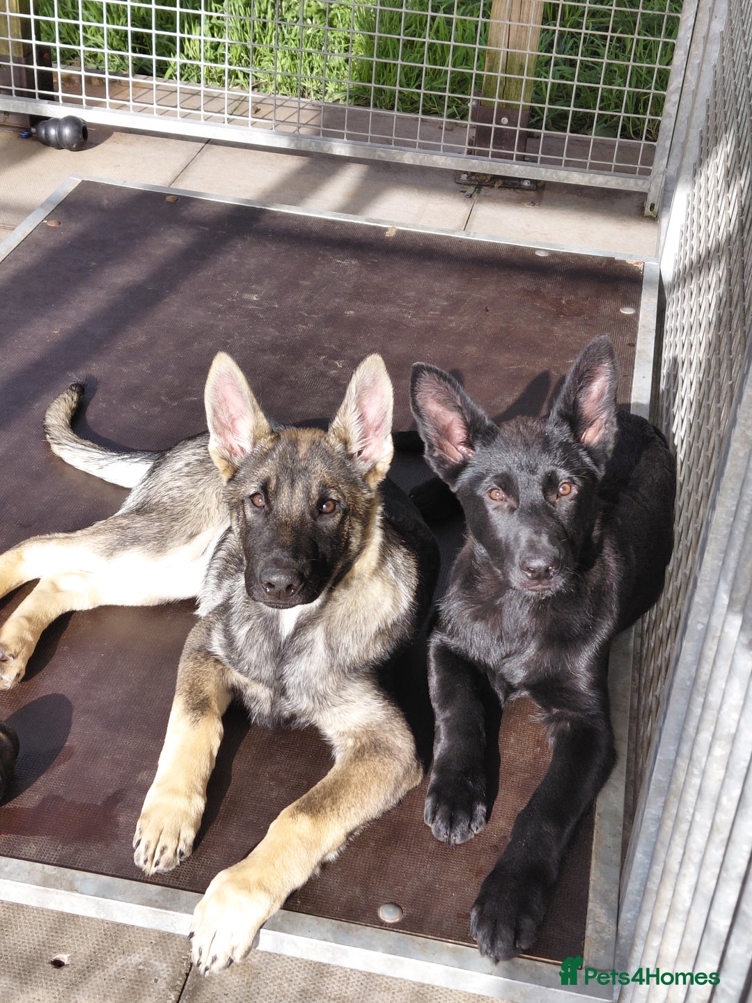German Shepherd dogs for sale: DDR CZECH GERMAN 🇨🇿 straight back working GSD - Image 22