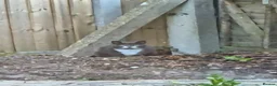 Domestic Shorthair cats for sale: Three black and White kittens - Advert 2