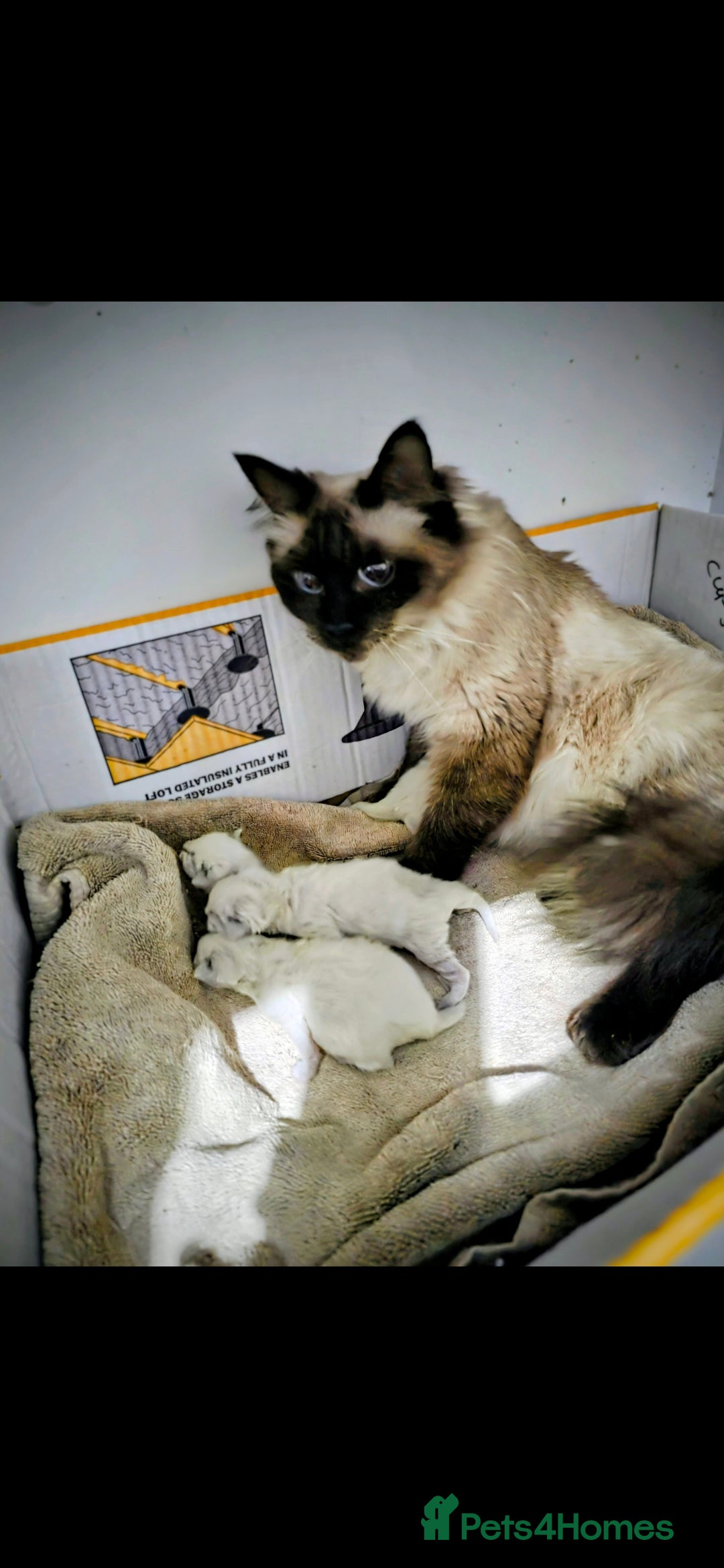 Ragdoll cats for sale: Stunning ragdoll kittens - Advert 2