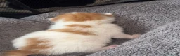 Mixed Breed cats for sale: 6 beautiful kittens  - Advert 5