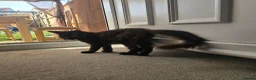 Maine Coon cats for sale: Maine coon rehoming ( 6 months old )  - Advert 2