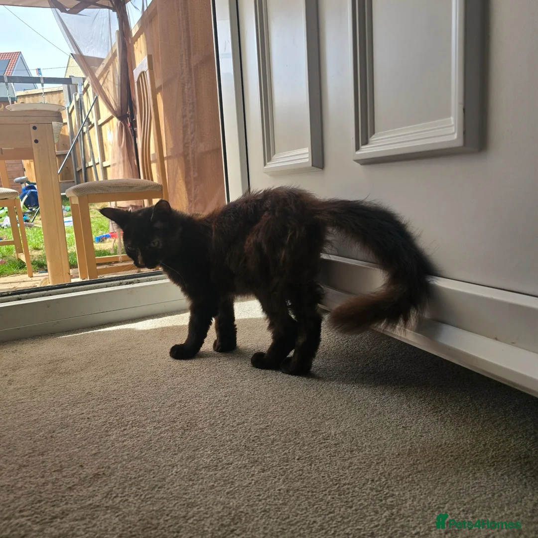 Maine Coon cats for sale: Maine coon rehoming ( 6 months old )  - Advert 2