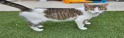 European cats for sale: 5 European Kittens  - Advert 1