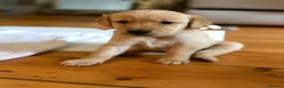 Goldador dogs for sale: 🐾 Beautiful Goldador Puppies 🐾 in Rotherham - Advert 10