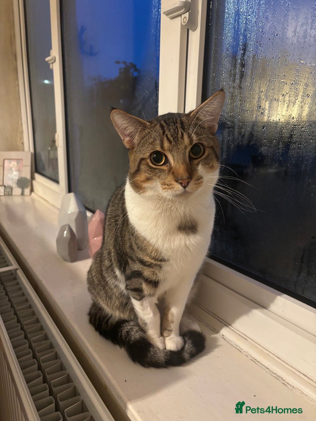 Mixed Breed cats for sale: 9 month old cat  **  - Advert 2