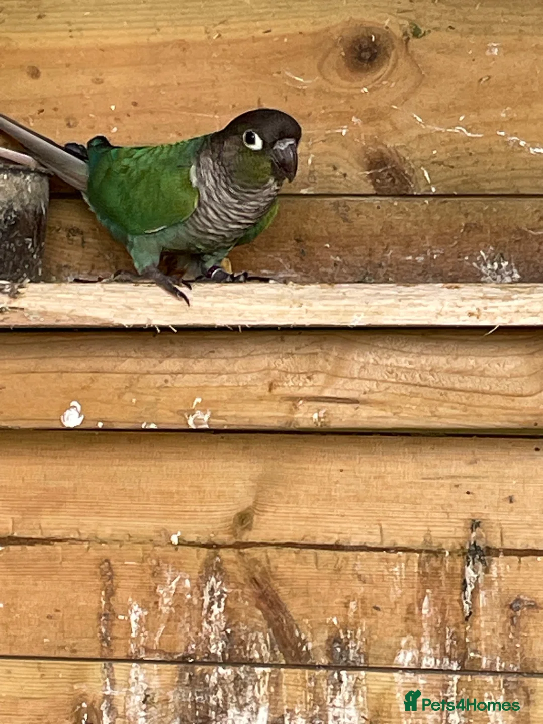 Conures birds for sale: Breeding trio of conures in Rochdale - Advert 2