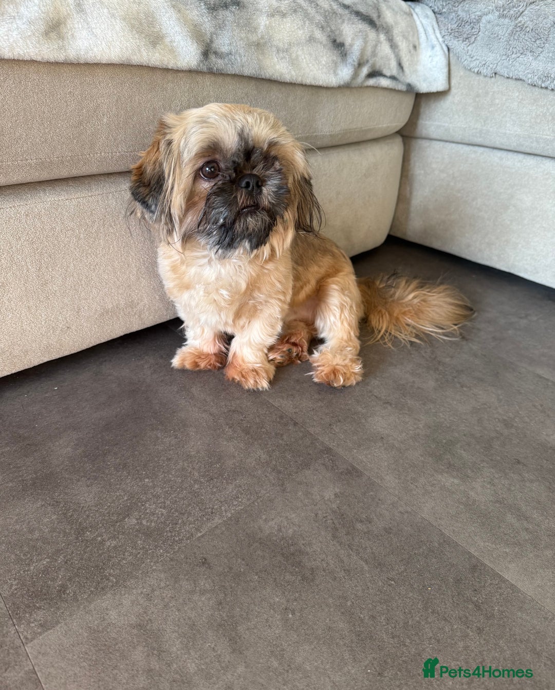 Shih Tzu dogs for sale: Imperial Shih Tzu KC Registered  - Advert 5