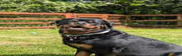Rottweiler dogs for sale: 3yo Male Rottweiler - Experienced Home Needed - Advert 11