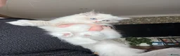 Ragdoll cats for sale: Beautiful ragdoll female  - Advert 5