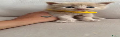 Maine Coon 4