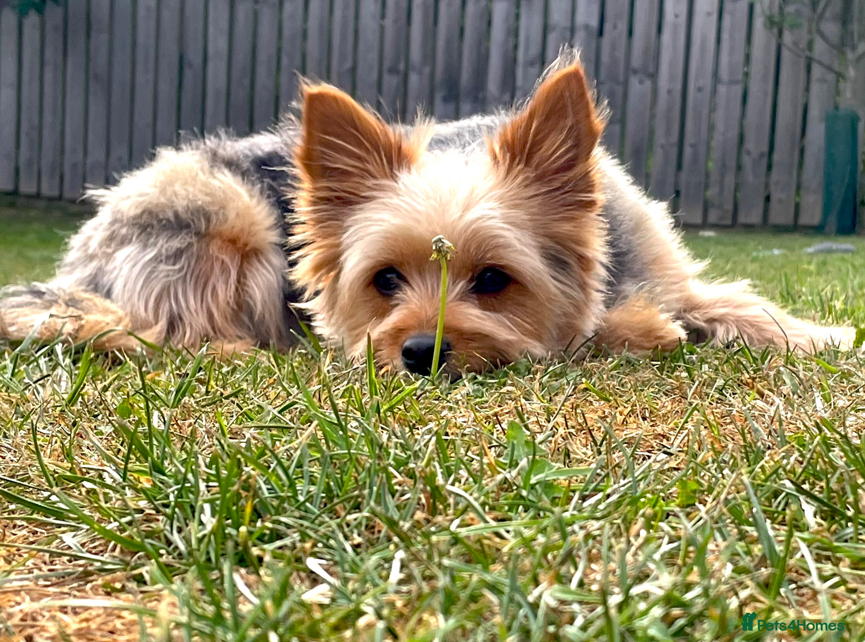 Yorkshire Terrier dogs Yorkshire Terrier Puppies - Advert 12