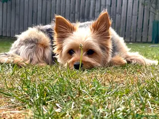 Yorkshire Terrier dogs Yorkshire Terrier Puppies - Advert 12
