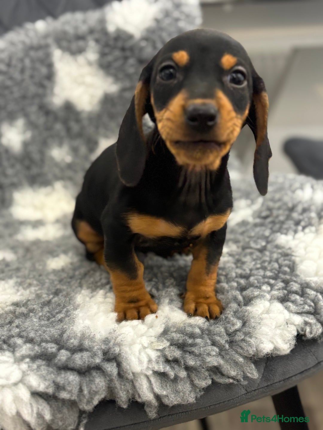 Miniature Dachshund dogs for sale: 7 Daschunds pups  - Advert 5