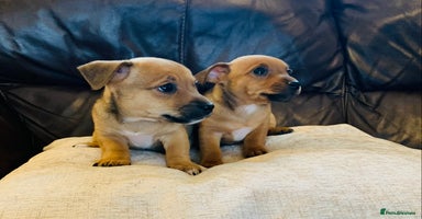 Jack Russell dogs - Advert 15