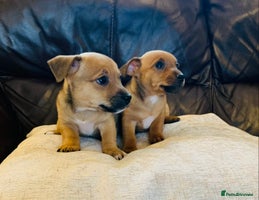 Jack Russell dogs - Advert 3