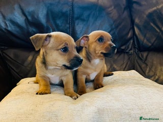 Jack Russell dogs - Advert 27