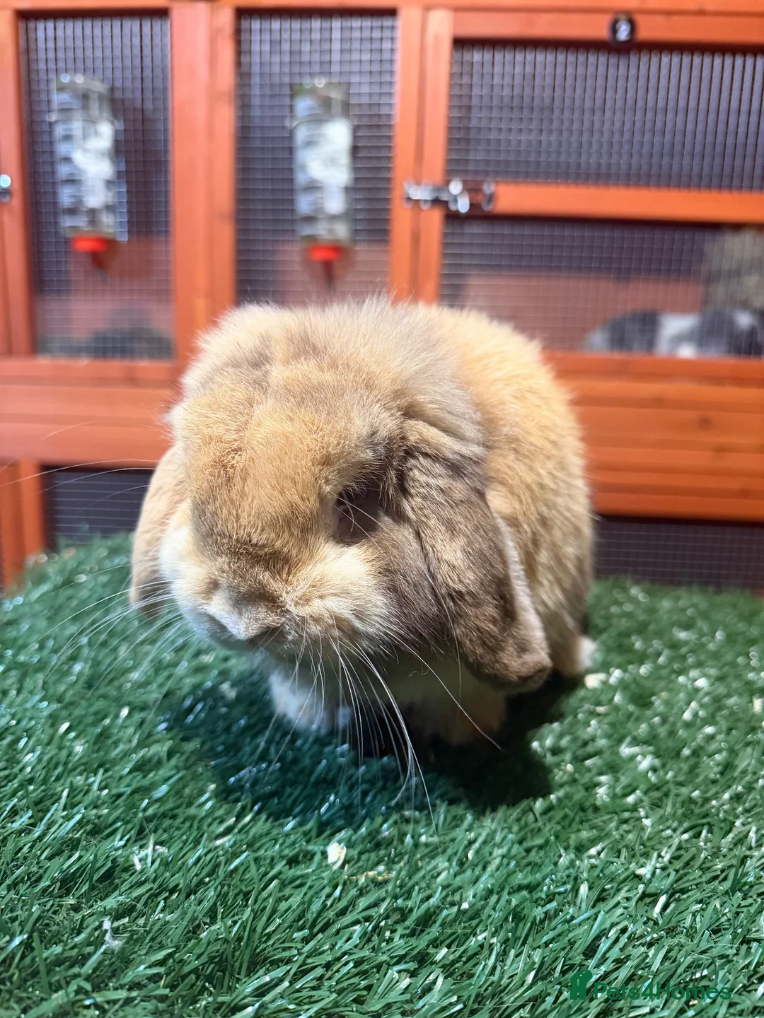 Mini Lop rabbits for sale: Pure breed mini lop buck  - Advert 5