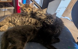 Mixed Breed cats for sale: Beautiful Black Kitten Ready to Go Now - Image 8