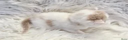 British Shorthair cats for sale: Stunning British shorthair kittens  - Advert 31