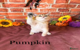 British Shorthair cats for sale: Superb pedigree show quality kittens - Image 16