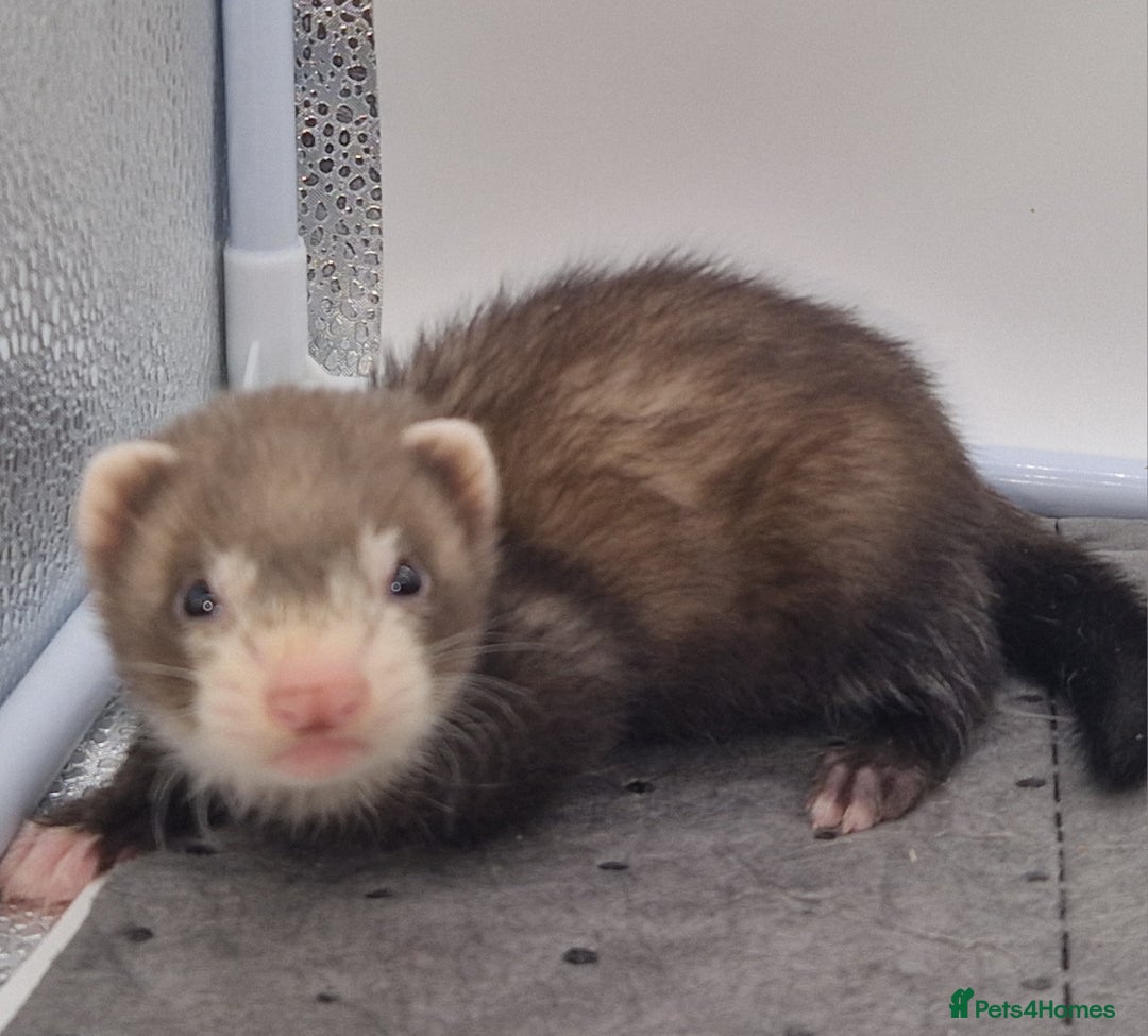 Ferret rodents for sale: Ferrets - Image 4