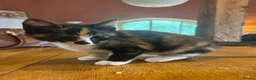 Mixed Breed cats for sale: Gorgeous Ginger, black & white female kitten in Clynderwen - Advert 6