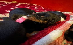 Dobermann dogs for sale: 🏆Supreme Dobermanns - Where Excellence Begins 🏆 - Image 22